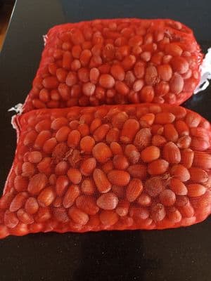 Hazelnuts with shells